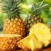 Bénin : Le recensement des acteurs de la filière ananas prend fin le 15 Août 2023