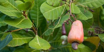 Bénin : Le cajoux cessible à 375 f pour la campagne 2025