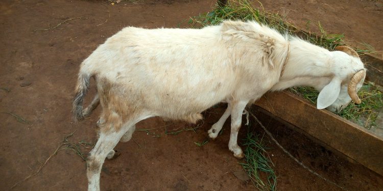 Bénin : Le gouvernement décide de la réorganisation de la filière viande à travers une agence